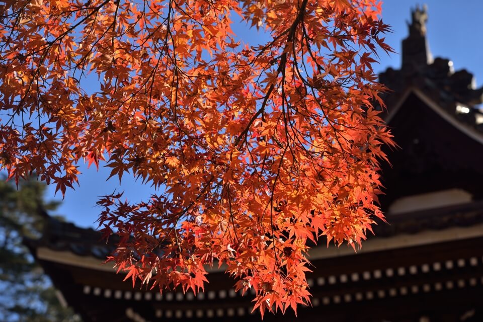 雲興寺の紅葉写真1