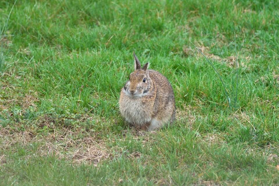 庭に野ウサギ1.jpg