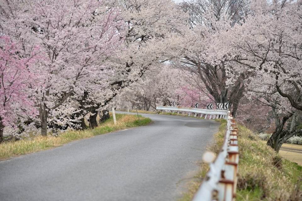 桜写真_木曽川堤1.jpg
