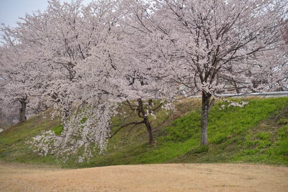 桜写真_木曽川堤4.jpg