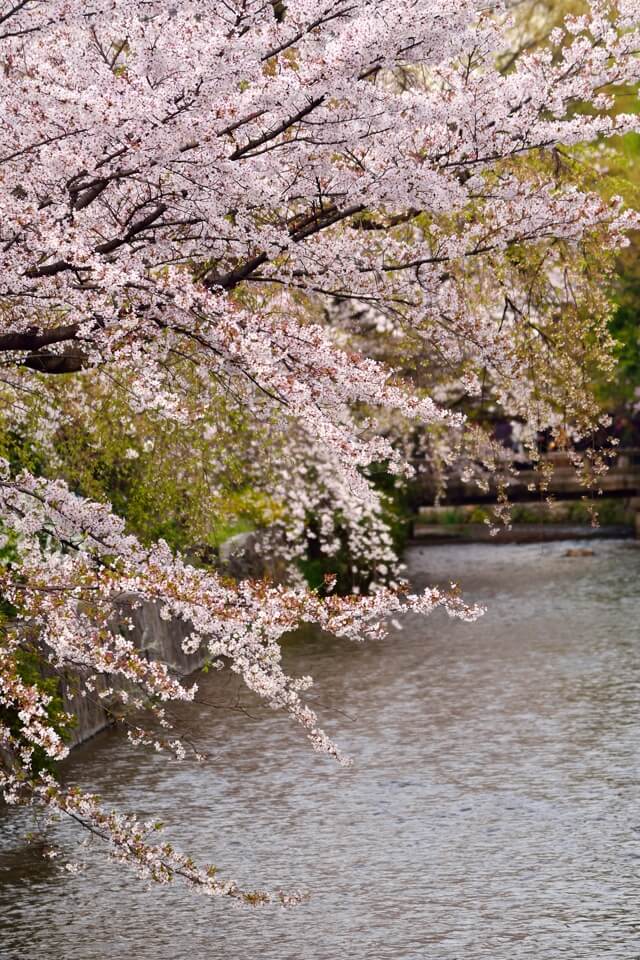 桜写真_祇園白川2.jpg