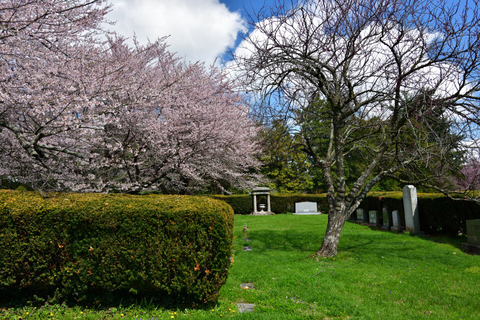 レキシントン墓地の桜写真3.jpg