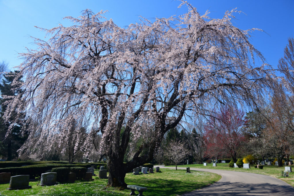 桜の名所レキシントン墓地