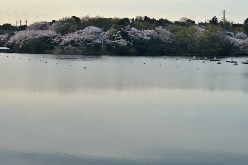 三好池の桜名所写真