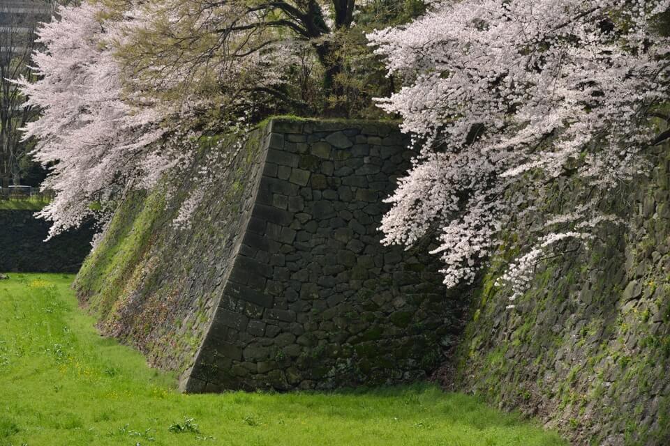 名古屋城の桜満開名所