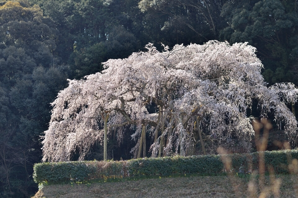 奥山田しだれ桜の名所写真