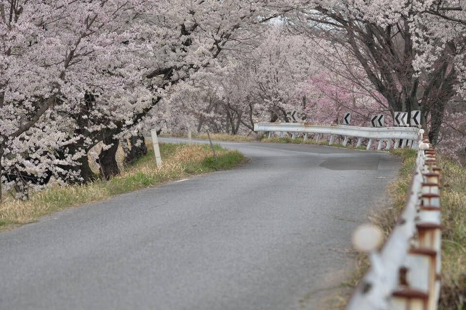 木曽川堤の桜並木写真