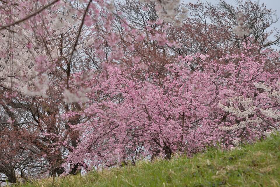 木曽川堤の桜並木写真