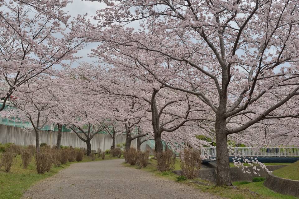 水無瀬川の桜写真