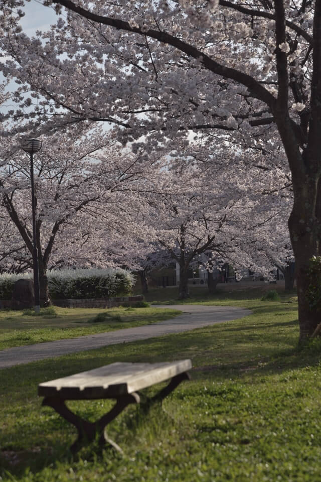 水無瀬川の満開の桜写真