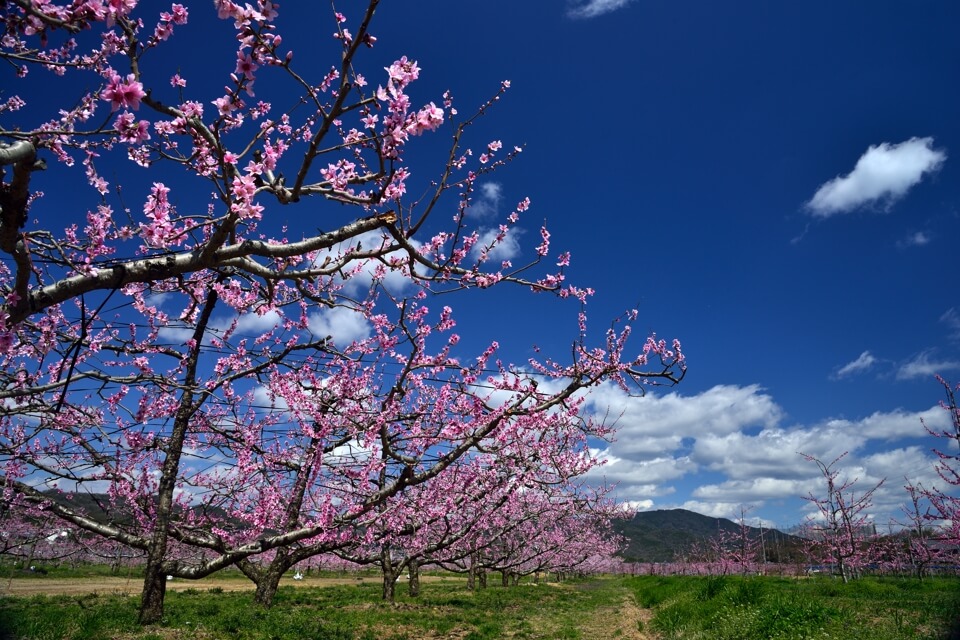 猿投の桃畑・桃の花の写真