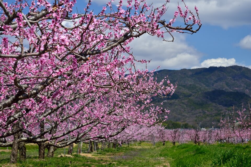 猿投の桃畑・桃の花の写真