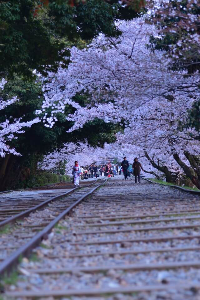 インクライン桜写真
