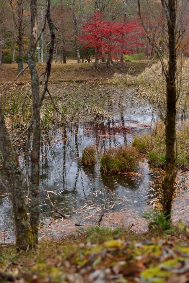 タカドヤ湿地の紅葉写真