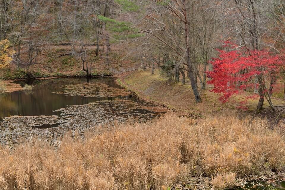 タカドヤ湿地の紅葉写真