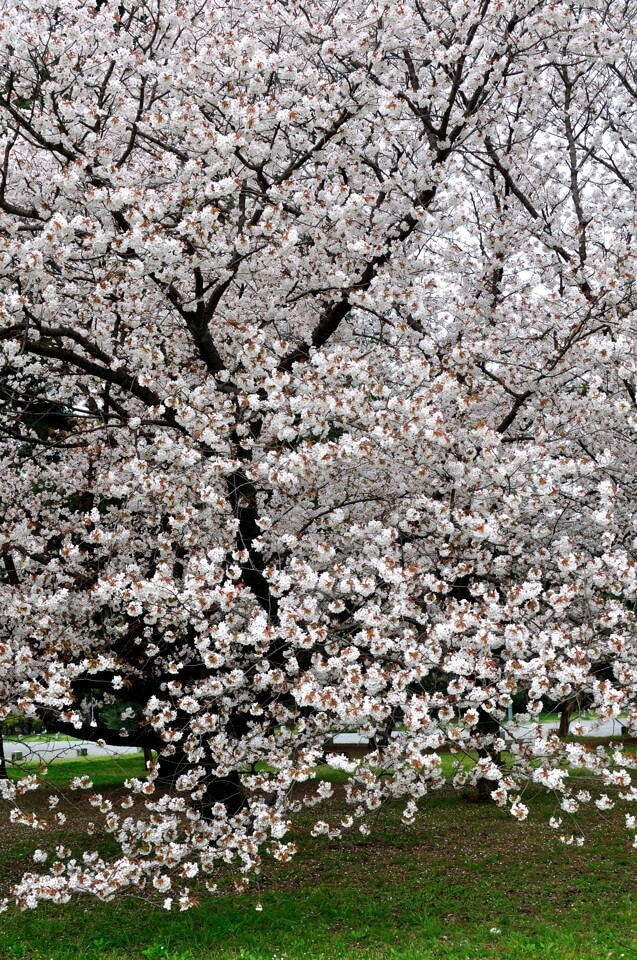 京都御所・建礼門の桜写真