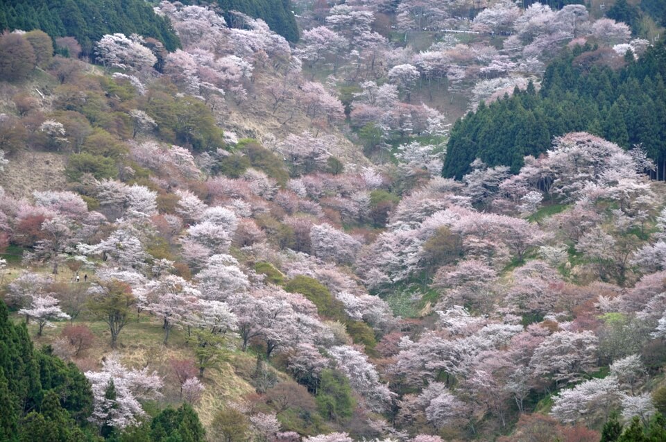 吉野山千本桜の写真