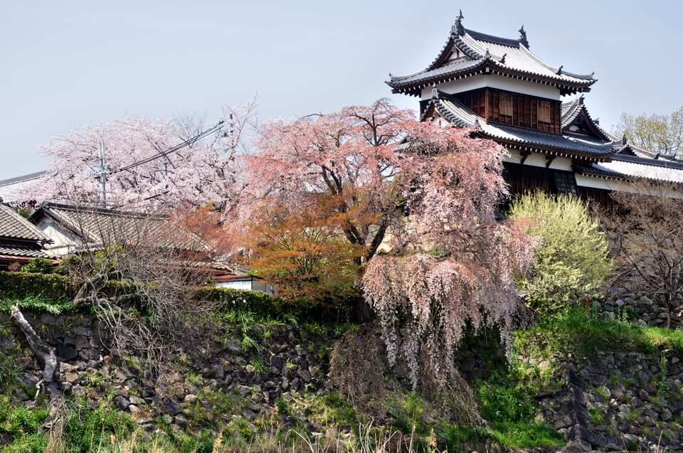 大和郡山城の桜写真