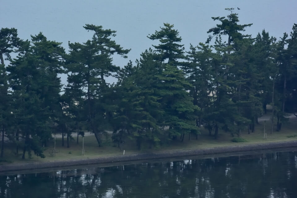 天橋立・傘松公園の夜景写真