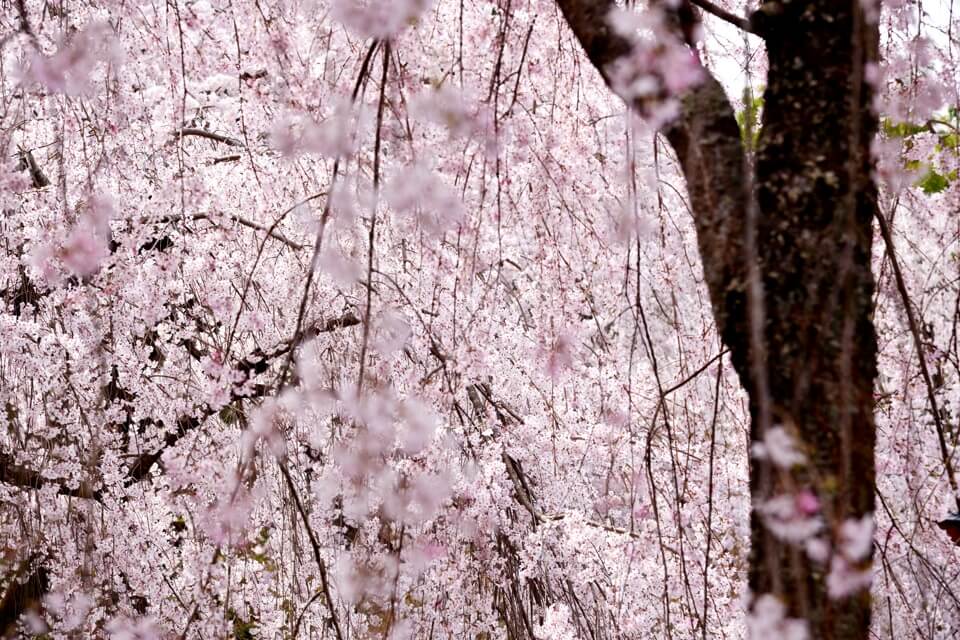 天龍寺の桜写真