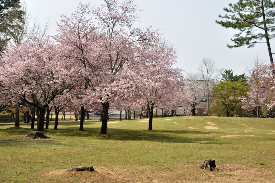 奈良公園の桜名所観光写真