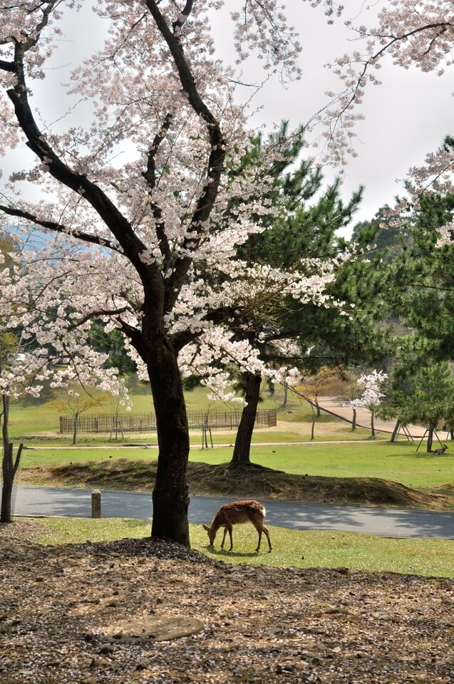 奈良公園の桜名所観光写真