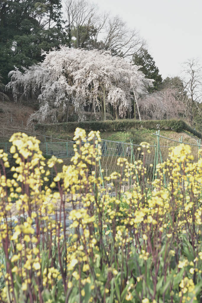 奥山田の枝垂れ桜写真