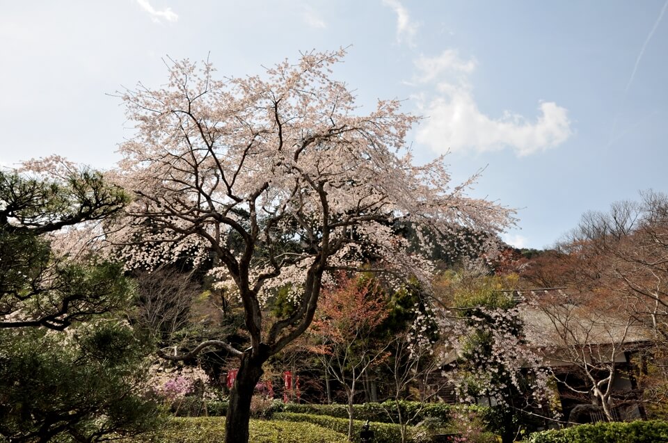 常寂光寺の桜写真