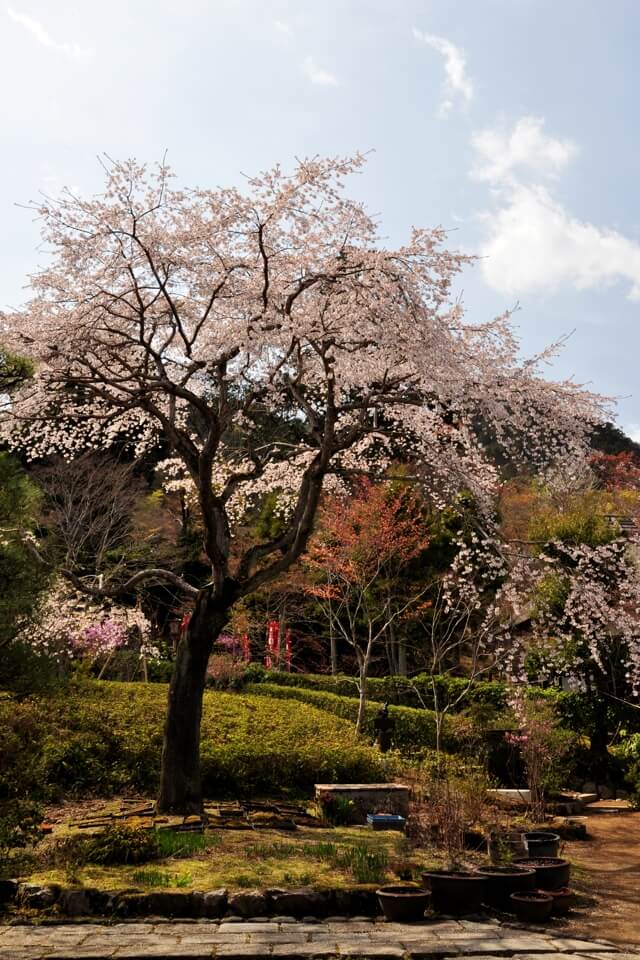 常寂光寺の桜写真
