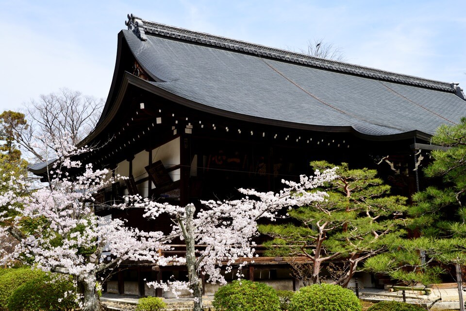 広隆寺の桜写真