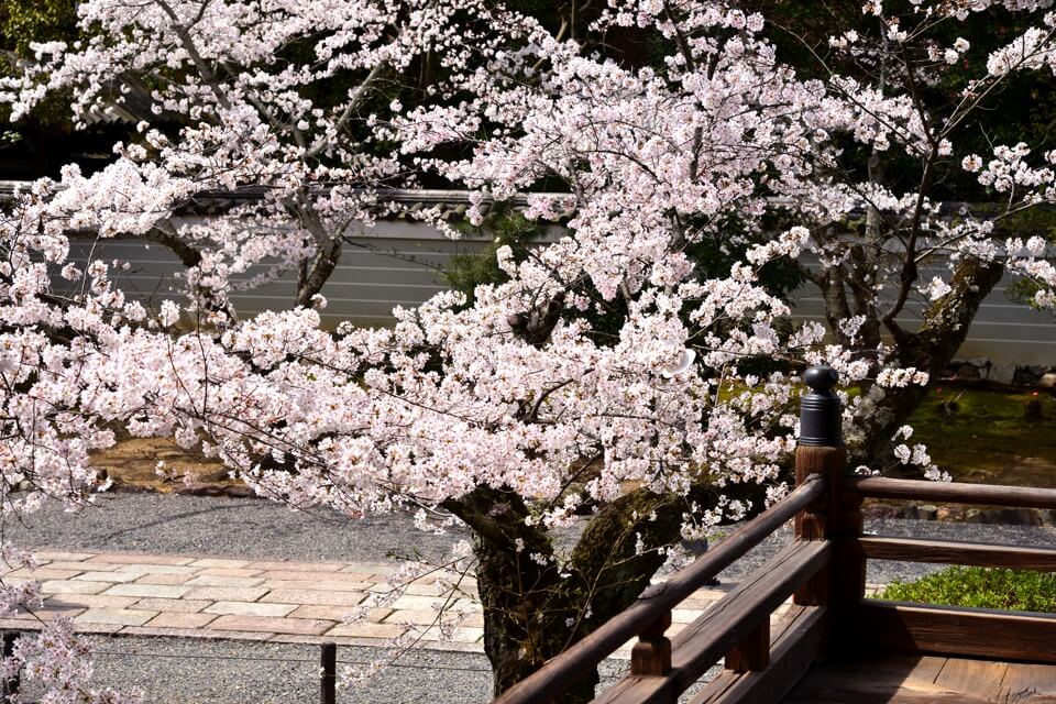広隆寺の桜写真