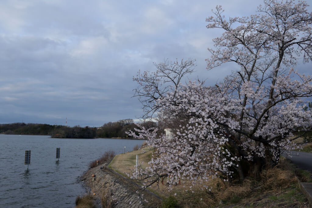 愛知池の桜写真