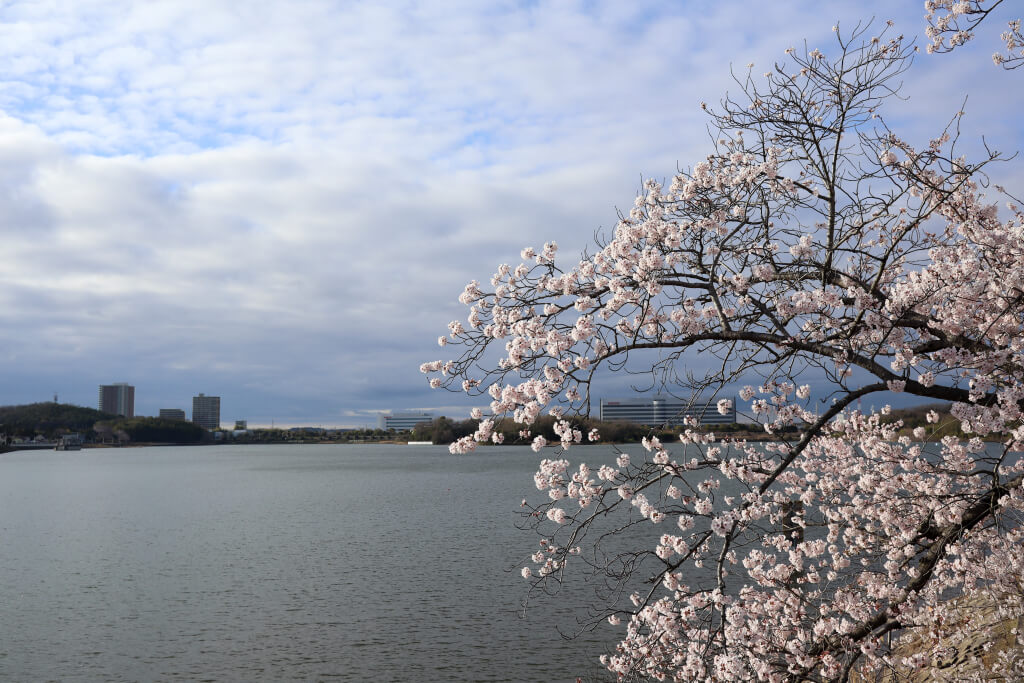 愛知池の桜写真