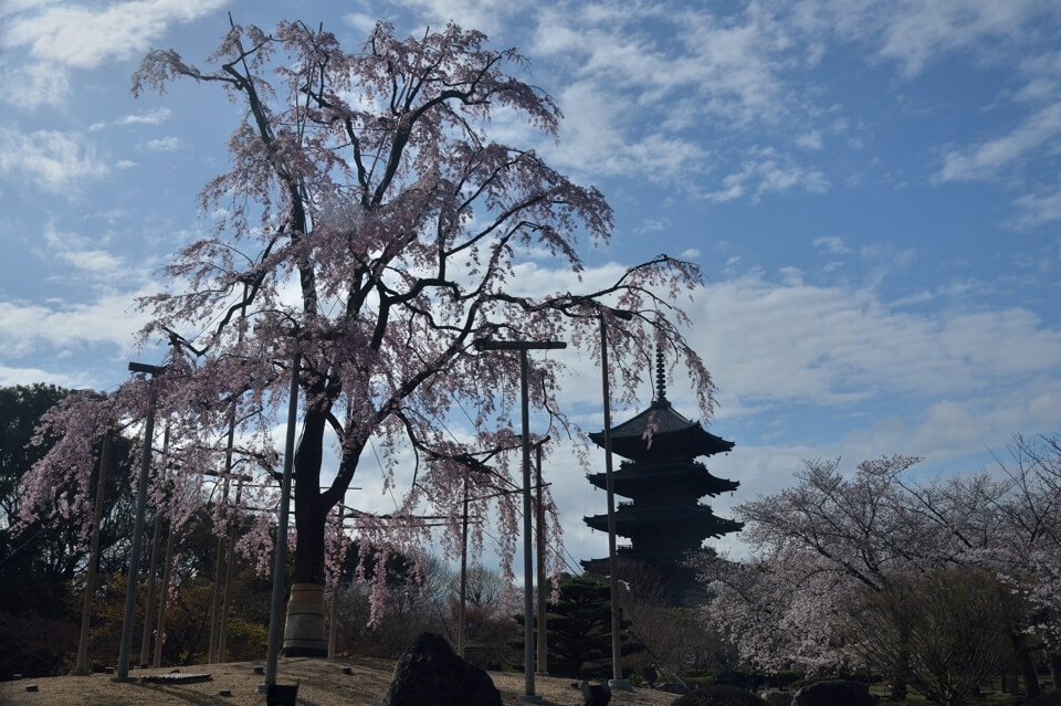 東寺・五重塔の桜写真