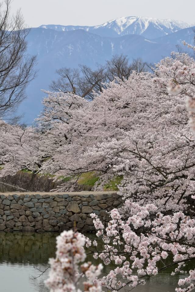 松本城の桜満開写真