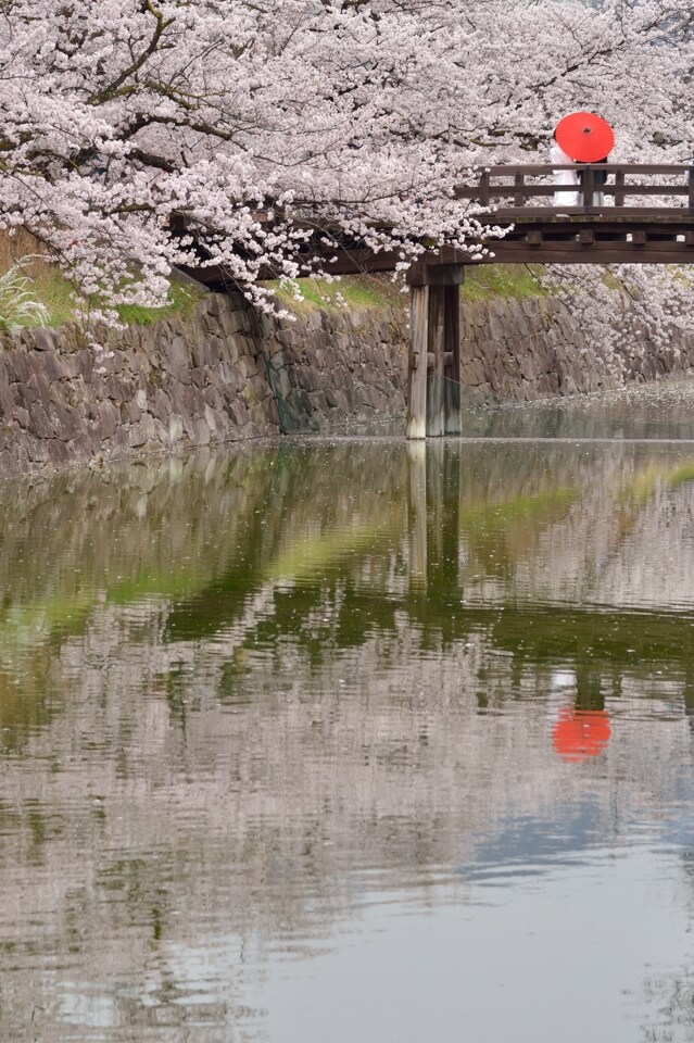 松本城の桜満開写真