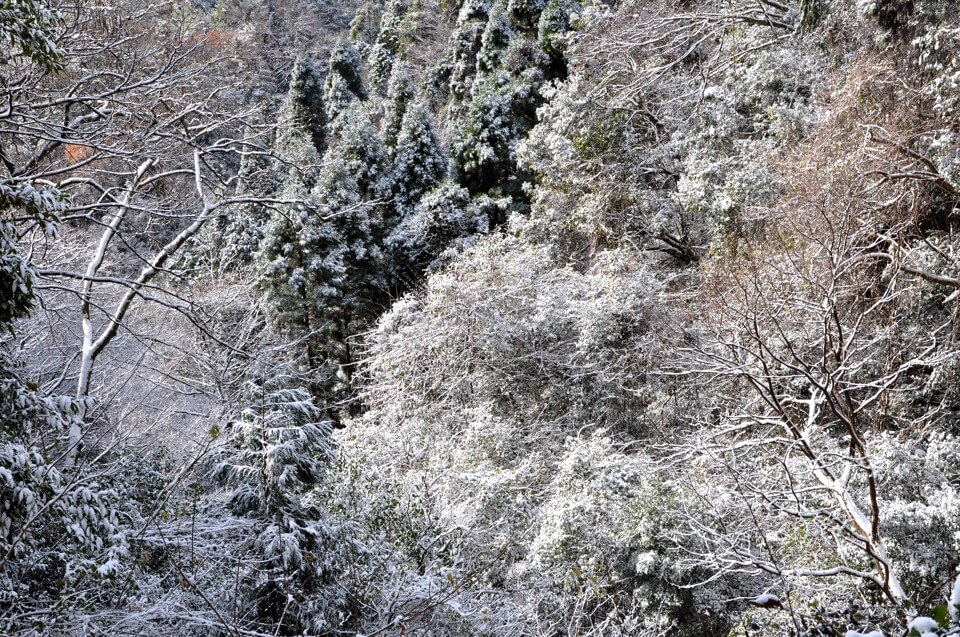 猿投山の雪写真
