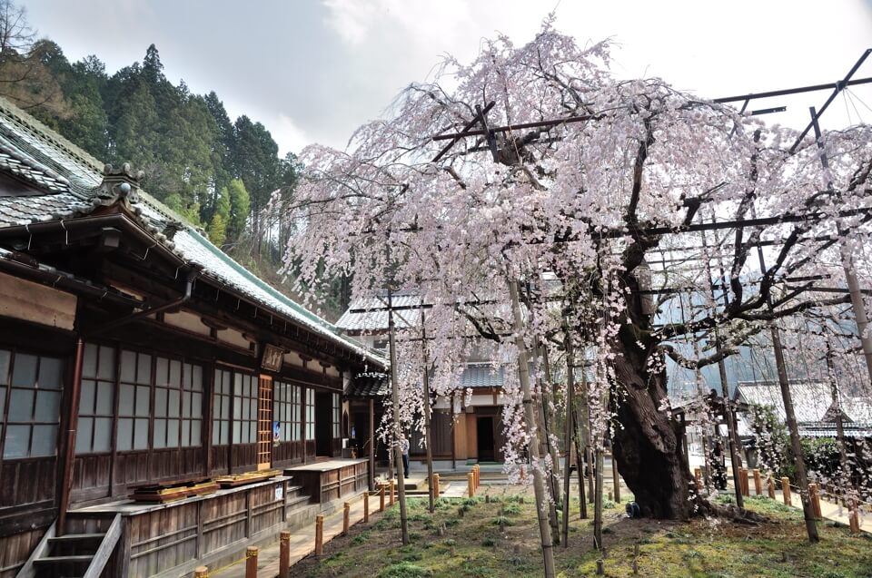 瑞龍寺の桜写真