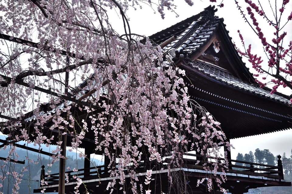 瑞龍寺の桜写真