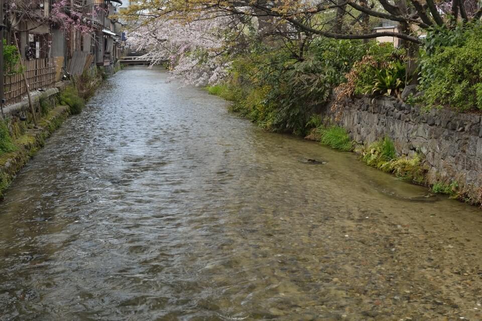 祇園白川の桜写真