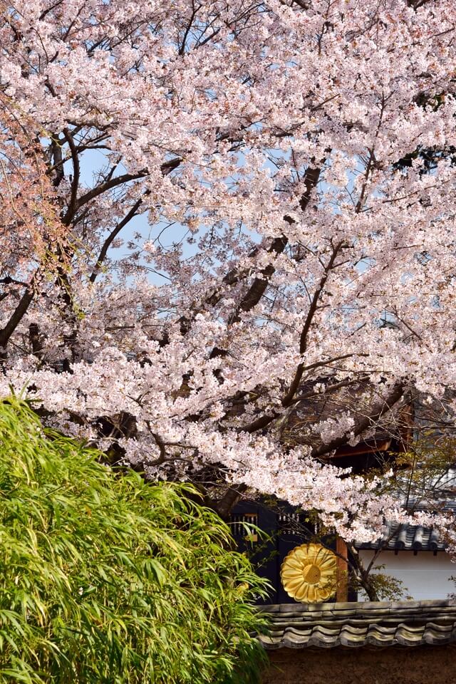 醍醐寺・霊物館の桜満開写真