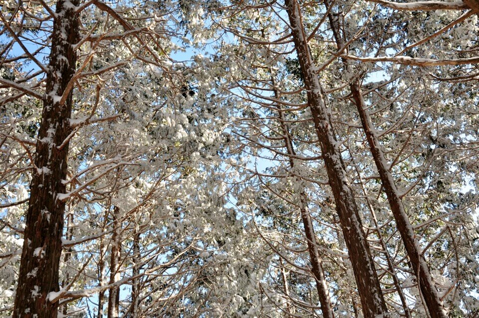 面ノ木原生林の樹氷写真