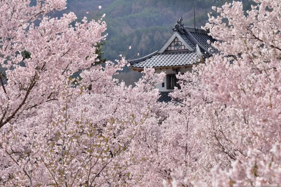 高遠城の桜写真