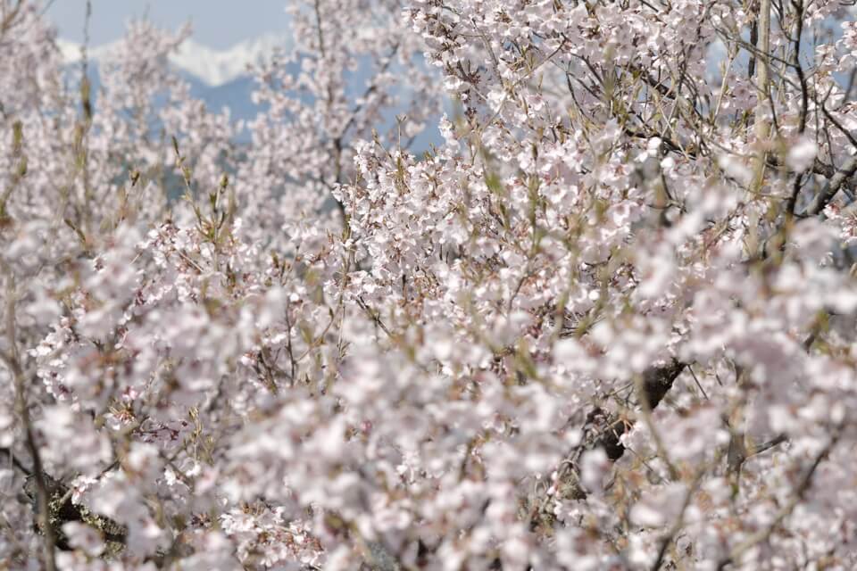 高遠城の桜写真