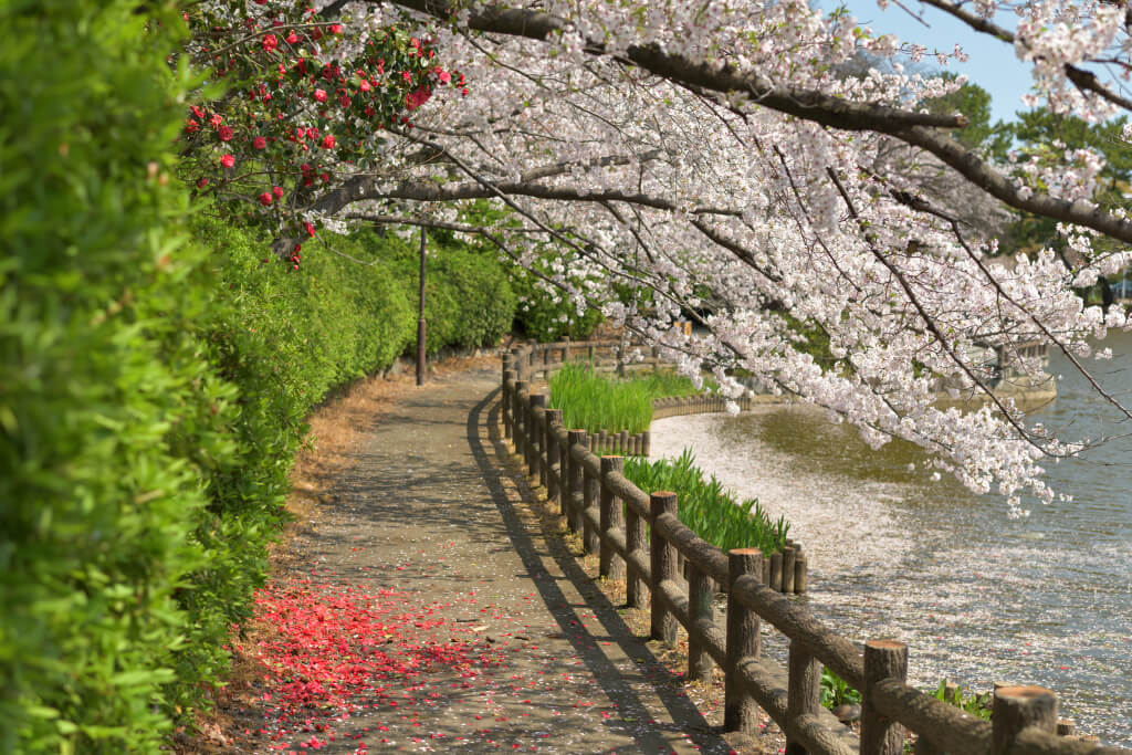 亀城公園の桜写真