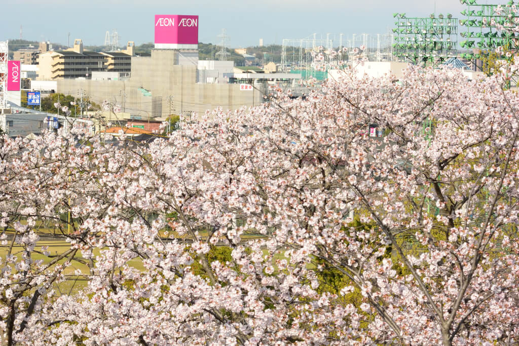 三好公園の桜写真