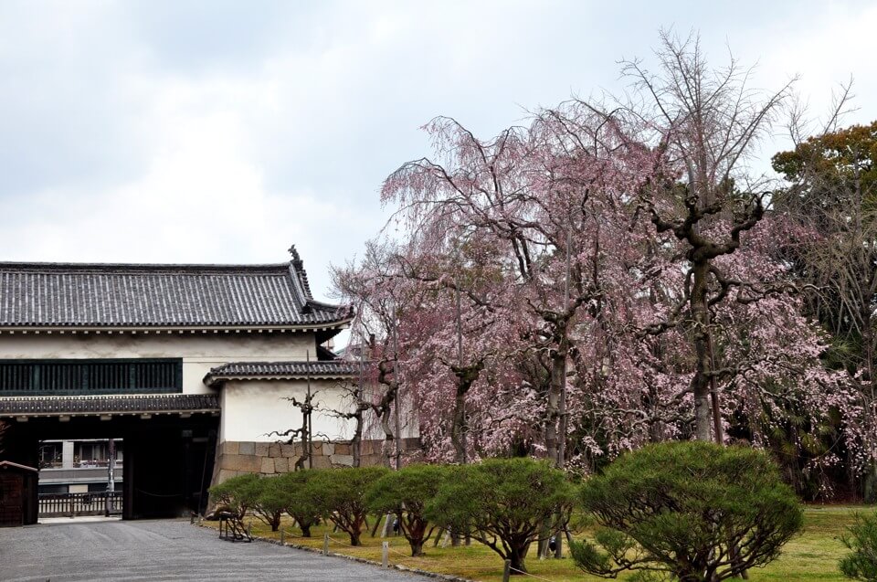 二条城の桜写真