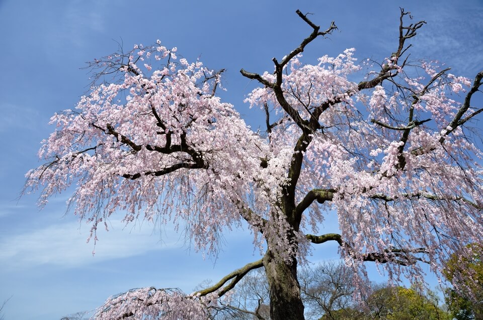 円山公園の枝垂れ桜写真