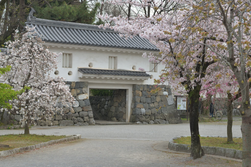 大垣城の桜写真