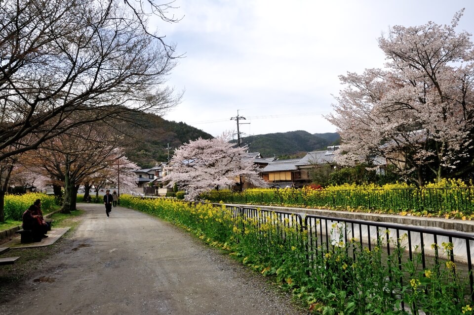 山科疎水の桜写真